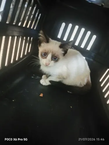 Gatinho macho
