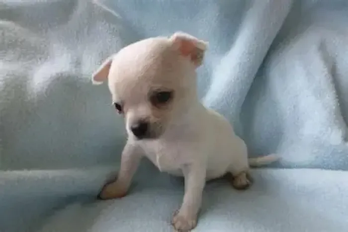 chihuahua
