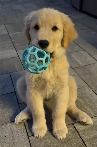 Golden Retriever Um pet que merece ser colocado entre suas opções