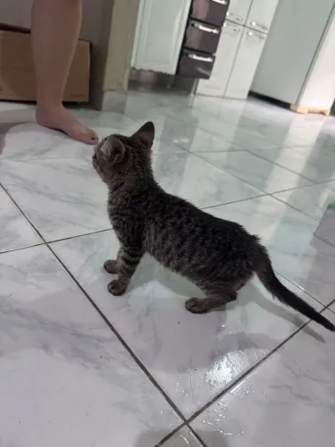 Gatinha para adoção 