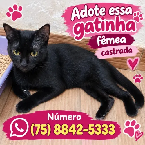 Gatinha para adoção