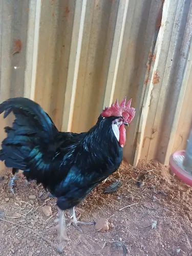 Galinha cara de palhaço 