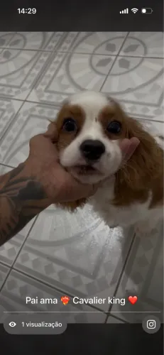 Cavalier macho para cobertura