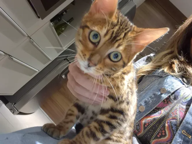 Filhote de Gato Bengal linhagem e cor  para ser padreador 