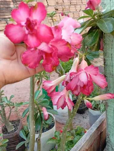 Rosa do deserto