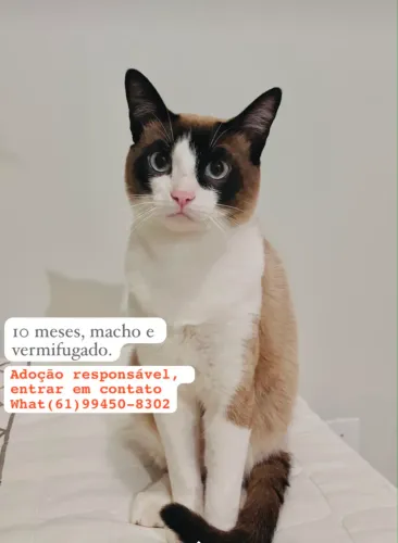 Doação de Pet