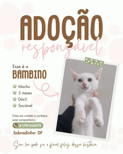 Doa-se gatos