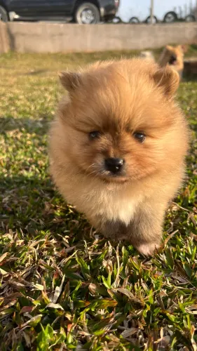 Lulu da pomeranea