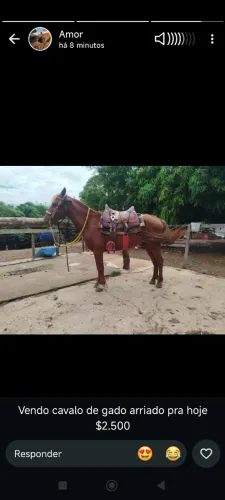 Cavalo arriado