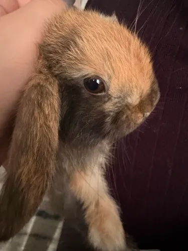 Mini lop uruguaio 