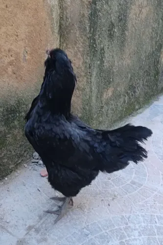 Ovos férteis de Ameraucanas 15 ovos