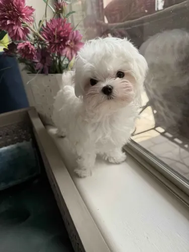 Maltês O pet perfeito para quem ama qualidade de vida