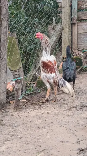 Vendo galo índio