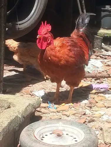 Vendo um galo caipirão 90 reais