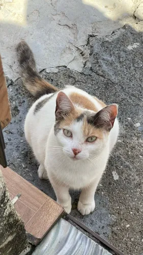 Gatinha Para Adoção Responsável 