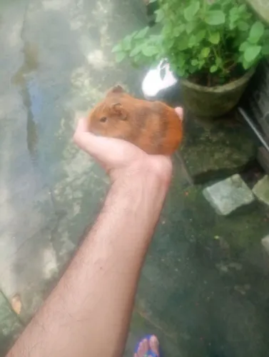 Porquinhos da índia filhotes machos