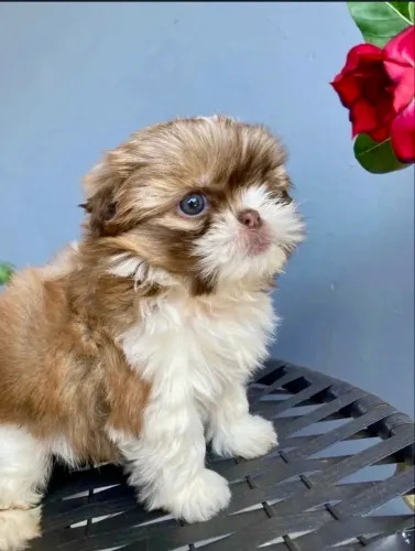 Shih Tzu
