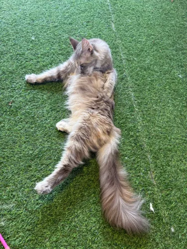 Maine Coon Fêmea Cinza Alto padrão 