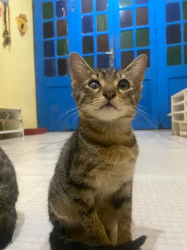 Adoção responsável gatinhos 