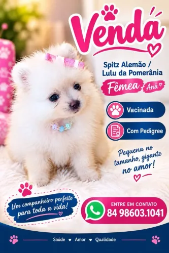 Vendo Spitz Alemão Anã