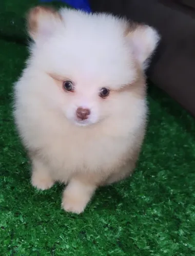 Lulu pomerania amores