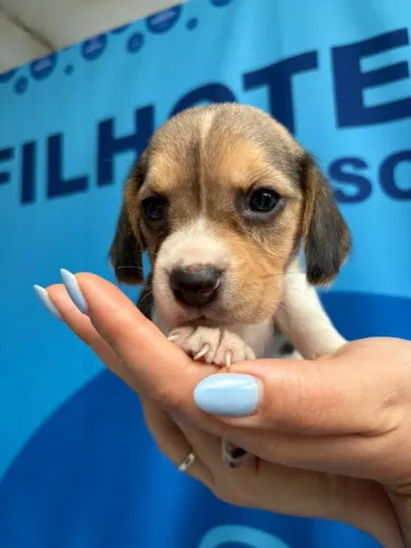 beagle medio porte