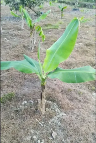Muda de bananeira