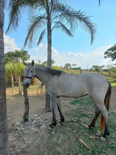 Potra mangalarga marchador