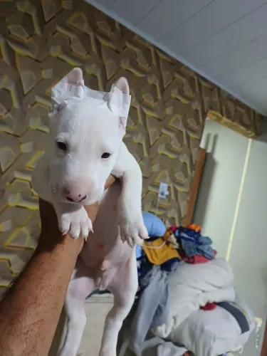2 filhote bull terrier ingles 