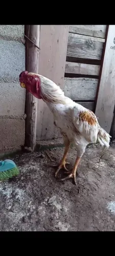 Casal bico curto boiadeiro 