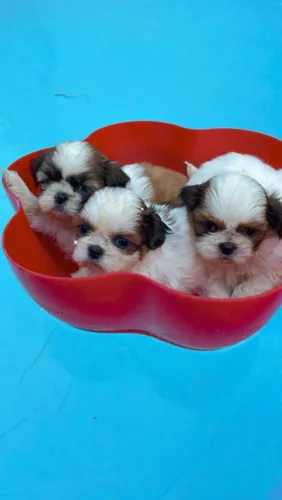 Shih Tzu maravilhosa 