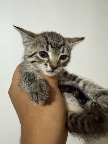 Doação de gatinhos