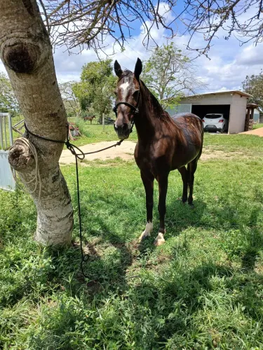 Cavalo castrado 7000