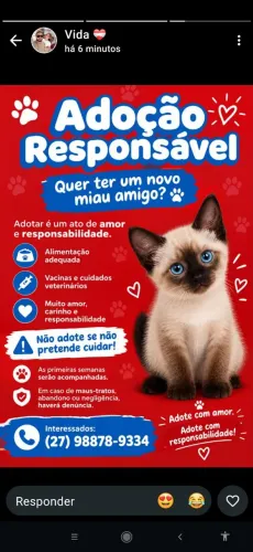 Doação de Gato filhote