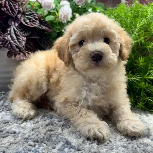 Poodle Toy Champanhe/ Perfeito para sua família 