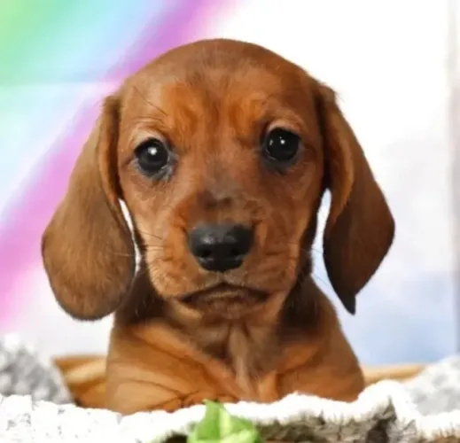 Filhotinhos dachshund/teckel/basset/salsicha/cofap super dócil