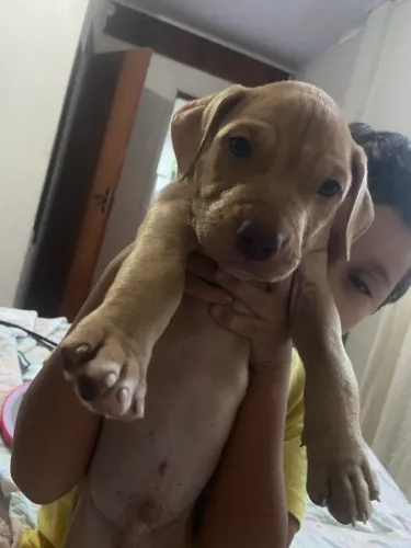 Pitbull 