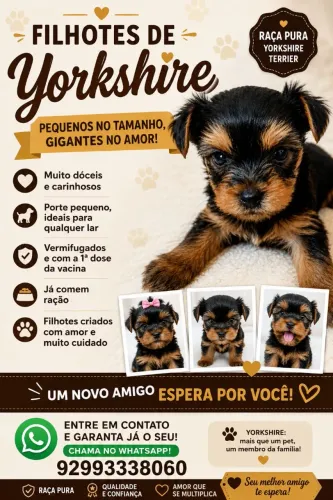 (Filhotes de yorkshire)