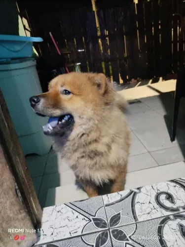 Procuro uma namorada pro meu bb