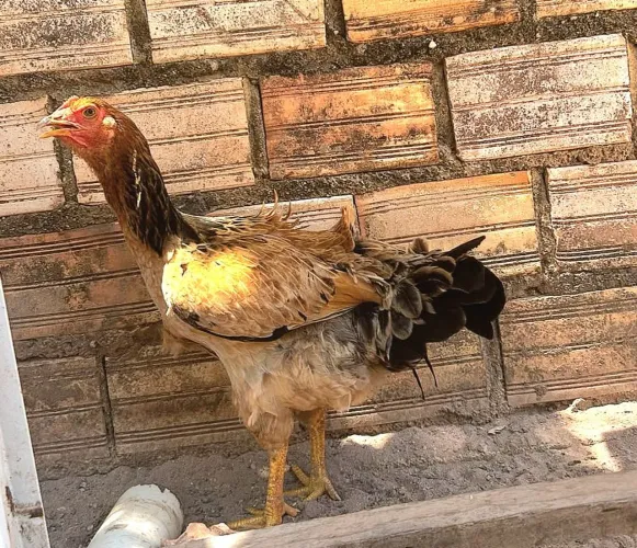 Galinhas caipira