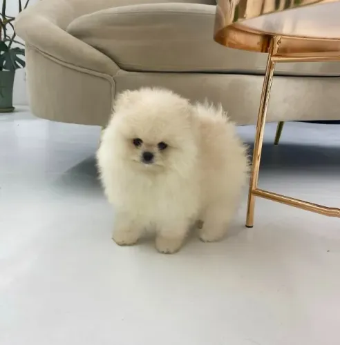 Cachorro Spitz Alemao filhote com excelente linhagem