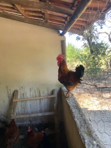 Galo GSB (BALÃO)