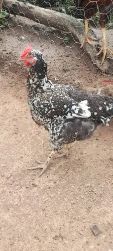 Animal