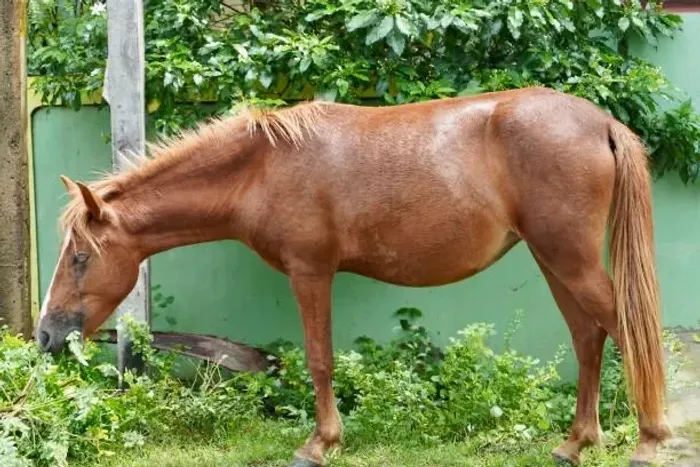 Cavalo para Adoção