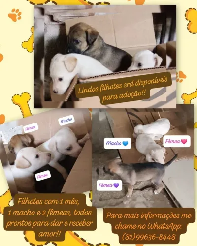 Lindos filhotes Disponível para adoção?