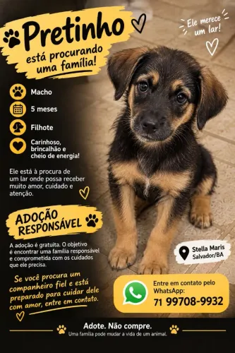 FILHOTE MACHO PARA ADOÇÃO RESPONSÁVEL
