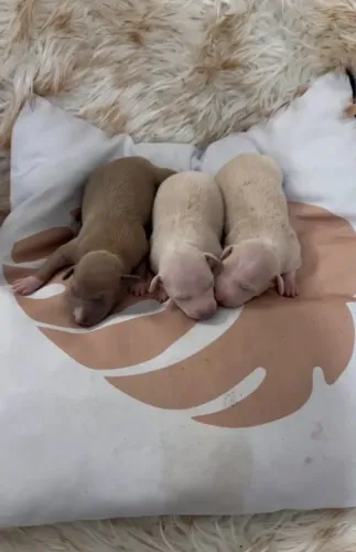 Filhotes de Galgo Italiano disponivel