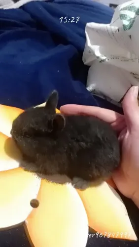 Venda constante de filhotes de mini coelhos