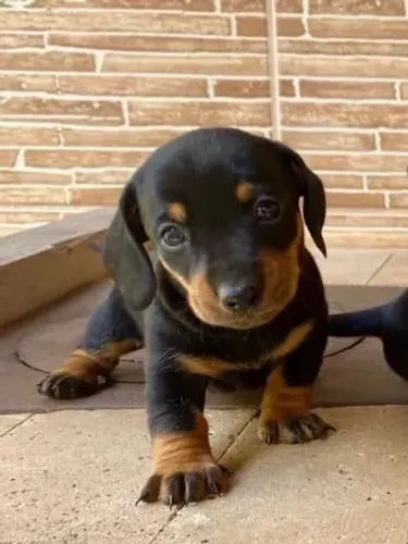 Basset Mini Dachshund Magníficos. 