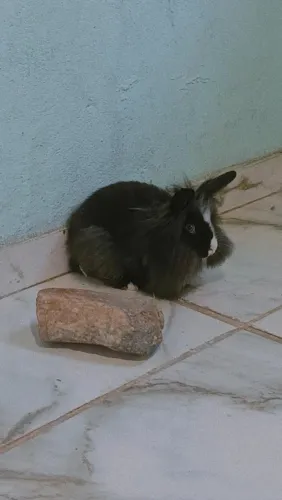Coelho Mini lion